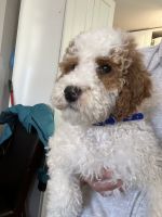 Miniature Poodle Puppies for sale in NEW CARROLLTN, MD 20784, USA. price: $600