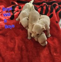 Miniature Poodle Puppies for sale in Fayetteville, North Carolina. price: $400