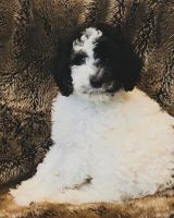 Miniature Poodle Puppies for sale in Ladson, SC 29456, USA. price: $500