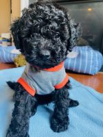 Miniature Poodle Puppies for sale in Stephens City, Virginia. price: $1,800