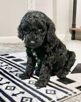 Miniature Poodle Puppies for sale in Odessa, Missouri. price: NA