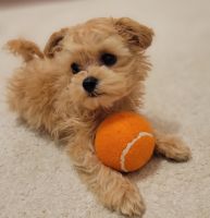 Miniature Poodle Puppies for sale in Plano, Texas. price: NA