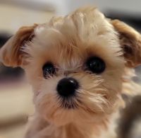 Miniature Poodle Puppies Photos