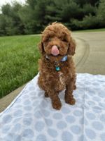Miniature Poodle Puppies for sale in Richmond, Virginia. price: $1,500