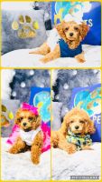 Miniature Poodle Puppies for sale in Griffith, Indiana. price: $1,500