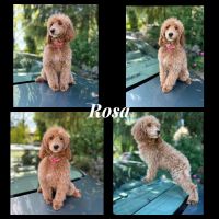 Miniature Poodle Puppies for sale in West Sacramento, California. price: $500