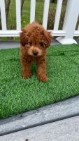 Miniature Poodle Puppies for sale in Monroe, CT 06468, USA. price: $1,100