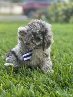 Miniature Poodle Puppies for sale in Tampa, Florida. price: $1,750