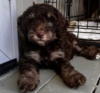 Miniature Poodle Puppies for sale in Townsville, Queensland. price: $2,500