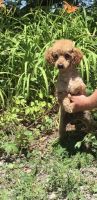 Miniature Poodle Puppies for sale in Snellville, Georgia. price: $800