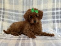 Miniature Poodle Puppies for sale in Lakeland, Florida. price: $995