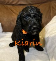 Miniature Poodle Puppies for sale in Syracuse, New York. price: $500