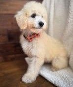 Miniature Poodle Puppies for sale in West Chicago, IL, USA. price: $1,500