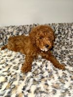 Miniature Poodle Puppies for sale in Columbia, MD, USA. price: $1,300