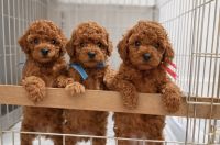 Miniature Poodle Puppies for sale in Tomball, TX, USA. price: $2,500
