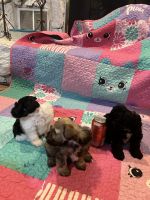 Miniature Schnauzer Puppies for sale in Orange, TX 77630, USA. price: NA