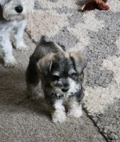 Miniature Schnauzer Puppies for sale in Loris, SC 29569, USA. price: $800