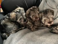 Miniature Schnauzer Puppies for sale in 3977 Myers St, Merryville, LA 70653, USA. price: $1,100