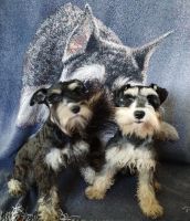 Miniature Schnauzer Puppies for sale in Oakwood, OH 45873, USA. price: $800