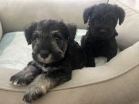 Miniature Schnauzer Puppies for sale in West Palm Beach, Florida. price: $1,500