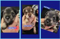 Miniature Schnauzer Puppies for sale in Bellingham, WA, USA. price: $2,000