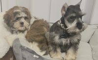 Miniature Schnauzer Puppies for sale in Chester, Virginia. price: NA