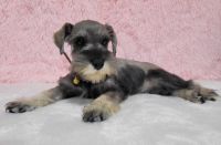 Miniature Schnauzer Puppies for sale in Middlebury, Indiana. price: $1,050