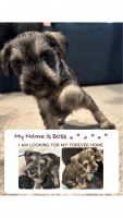 Miniature Schnauzer Puppies for sale in Commack, New York. price: $1,500