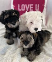 Miniature Schnauzer Puppies for sale in Chandler, Arizona. price: $2,000