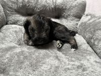 Miniature Schnauzer Puppies for sale in Parma Heights, Ohio. price: $2,000