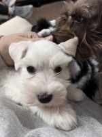 Miniature Schnauzer Puppies for sale in Show Low, Arizona. price: $2,500