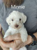 Miniature Schnauzer Puppies for sale in Neosho, MO 64850, USA. price: $1,800