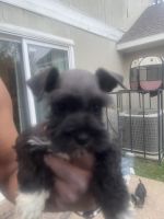 Miniature Schnauzer Puppies for sale in Dallas, TX, USA. price: $900