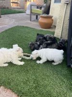 Miniature Schnauzer Puppies for sale in Riverside, CA, USA. price: $500