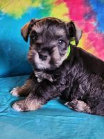 Miniature Schnauzer Puppies for sale in Topeka, KS, USA. price: $1,000
