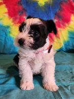 Miniature Schnauzer Puppies for sale in Topeka, KS, USA. price: $1,000