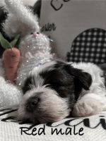 Miniature Schnauzer Puppies for sale in Trafalgar, Indiana. price: $1,200