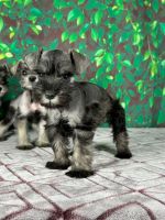Miniature Schnauzer Puppies for sale in Pearland, TX, USA. price: $1,000
