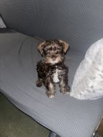 Miniature Schnauzer Puppies for sale in Dallas, Texas. price: $750