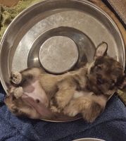 Miniature Schnauzer Puppies for sale in Lindale, Texas. price: $750