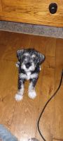 Miniature Schnauzer Puppies for sale in Eastman, GA 31023, USA. price: $625