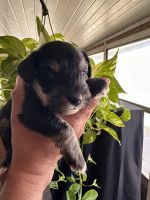 Miniature Schnauzer Puppies for sale in Lubbock, Texas. price: $1,000