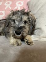 Miniature Schnauzer Puppies for sale in Akeley, MN 56433, USA. price: $1,750