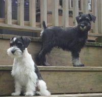 Miniature Schnauzer Puppies for sale in Sherwood, Michigan. price: NA