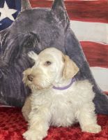 Miniature Schnauzer Puppies for sale in Granbury, TX, USA. price: $650