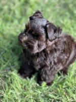 Miniature Schnauzer Puppies for sale in Granbury, TX, USA. price: $650