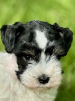 Miniature Schnauzer Puppies for sale in Granbury, TX, USA. price: $700
