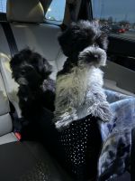 Miniature Schnauzer Puppies for sale in Columbia, South Carolina. price: $1,300