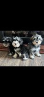 Miniature Schnauzer Puppies for sale in Stuart, IA 50250, USA. price: $700