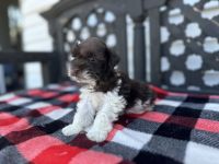 Miniature Schnauzer Puppies for sale in Canton, Texas. price: $1,200